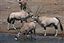 Namibia
Namibia Antilope Oryx  oris Gazella 
Namibia