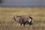 Namibia
Namibia Antilope Oryx  oris Gazella 
Namibia