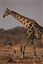 Namibia
Namibia Jirafa  giraffa Camelopardalis 
Namibia