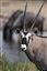 Namibia
Namibia Antilope Oryx  oris Gazella 
Namibia