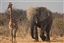 Botswana
Botswana Elefante  african Elephant  loxodonta Africana 
Botswana