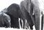 Botswana
Botswana Elefante  african Elephant  loxodonta Africana 
Botswana