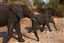 Botswana
Botswana Elefante  african Elephant  loxodonta Africana 
Botswana