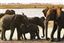 Botswana
Botswana Elefante  african Elephant  loxodonta Africana 
Botswana