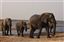 Botswana
Botswana Elefante  african Elephant  loxodonta Africana 
Botswana