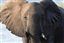 Botswana
Botswana Elefante  african Elephant  loxodonta Africana 
Botswana
