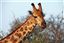Botswana
Botswana Jirafa  giraffa Camelopardalis 
Botswana