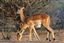 Botswana
Botswana Impala  aepyceros Melampus 
Botswana