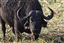 Botswana
Botswana Bufalo Africano  african Buffalo  syncerus Caffer 
Botswana