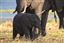 Botswana
Botswana Elefante  african Elephant  loxodonta Africana 
Botswana