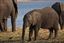 Botswana
Botswana Elefante  african Elephant  loxodonta Africana 
Botswana