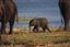 Botswana
Botswana Elefante  african Elephant  loxodonta Africana 
Botswana