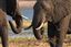 Botswana
Botswana Elefante  african Elephant  loxodonta Africana 
Botswana