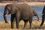 Botswana
Botswana Elefante  african Elephant  loxodonta Africana 
Botswana