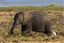Botswana
Botswana Elefante  african Elephant  loxodonta Africana 
Botswana