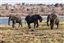 Botswana
Botswana Elefante  african Elephant  loxodonta Africana 
Botswana