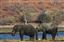 Botswana
Botswana Elefante  african Elephant  loxodonta Africana 
Botswana