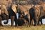 Botswana
Botswana Elefante  african Elephant  loxodonta Africana 
Botswana