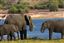 Botswana
Botswana Elefante  african Elephant  loxodonta Africana 
Botswana