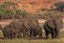 Botswana
Botswana Elefante  african Elephant  loxodonta Africana 
Botswana