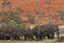 Botswana
Botswana Elefante  african Elephant  loxodonta Africana 
Botswana