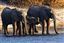 Botswana
Botswana Elefante  african Elephant  loxodonta Africana 
Botswana