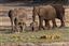 Botswana
Botswana Elefante  african Elephant  loxodonta Africana 
Botswana