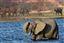 Botswana
Botswana Elefante  african Elephant  loxodonta Africana 
Botswana