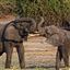 Botswana
Botswana Elefante  african Elephant  loxodonta Africana 
Botswana