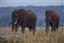 Botswana
Botswana Elefante  african Elephant  loxodonta Africana 
Botswana