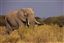 Botswana
Botswana Elefante  african Elephant  loxodonta Africana 
Botswana