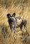 Botswana
Botswana Perro Salvaje Africano Lycaon Pictus 
Botswana