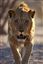 Botswana
Botswana Leon  lion  panthera Leo 
Botswana