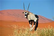 Namib National Park, Namibia, Namibia