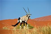 Namib National Park, Namibia, Namibia