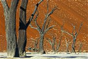 Namib National Park, Namibia, Namibia