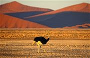 Namib National Park, Namibia, Namibia