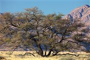 Naukluft National Park, Namibia, Namibia