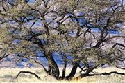 Naukluft National Park, Namibia, Namibia