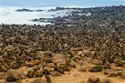 Cape Cross Seal Reserve, Namibia, Namibia