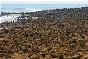 Cape Cross Seal Reserve, Namibia, Namibia