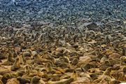 Cape Cross Seal Reserve, Namibia, Namibia