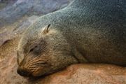 Cape Cross Seal Reserve, Namibia, Namibia