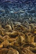 Cape Cross Seal Reserve, Namibia, Namibia