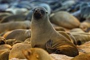 Cape Cross Seal Reserve, Namibia, Namibia