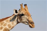 Etosha, Namibia, Namibia