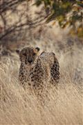 Etosha, Namibia, Namibia