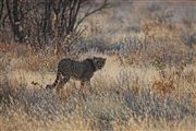 Etosha, Namibia, Namibia