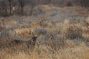 Etosha, Namibia, Namibia