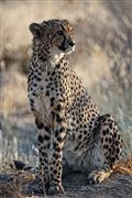 Etosha, Namibia, Namibia